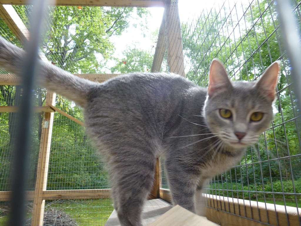 Buffy exploring the enclosure